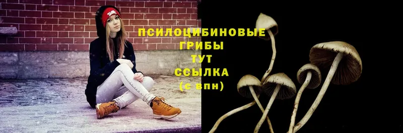 Псилоцибиновые грибы Psilocybe  Туринск 